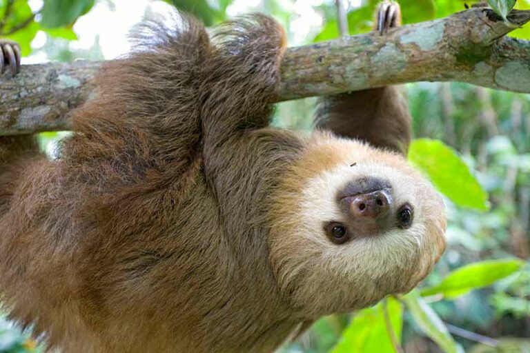 Sloth