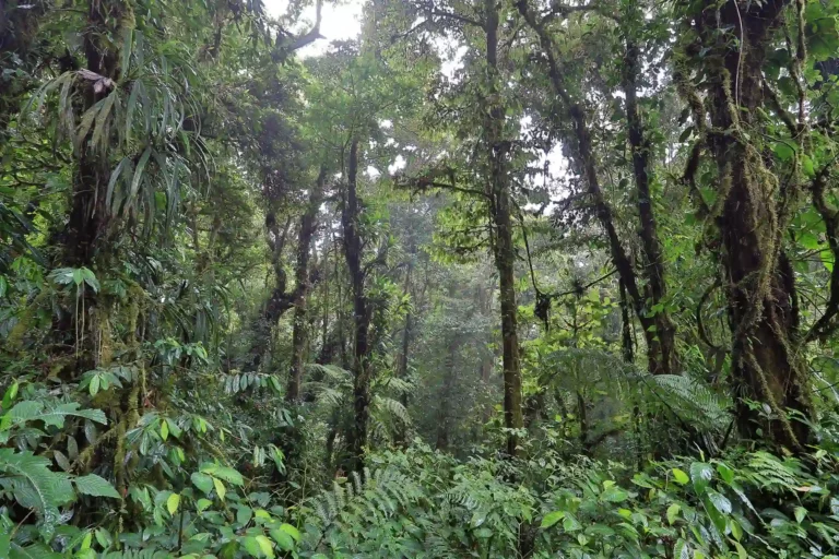 Monteverde cloud forest