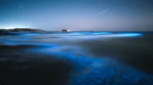 Bioluminescent Tour DrakeBay