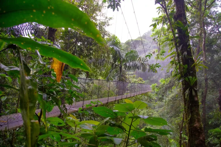Hanging bridge rainforest