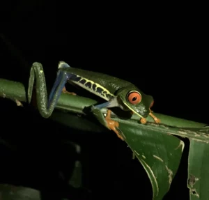 Red eyed tree frog night hike