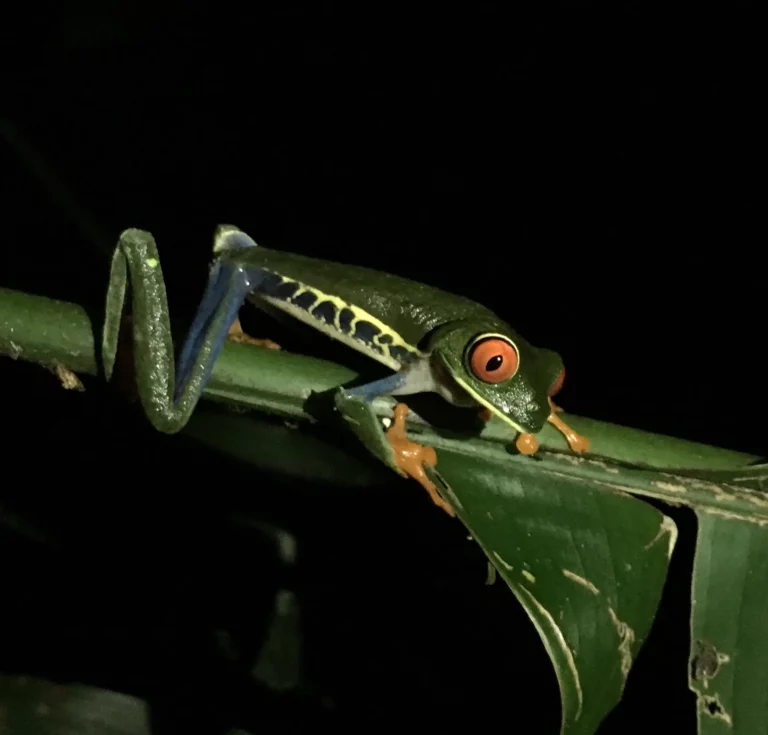 Red eyed tree frog night hike