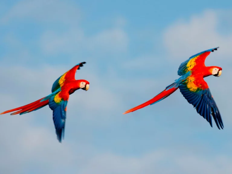 Scarlet Macaw