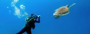 Scuba Diving Turtle Scuba Dive Costa Rica