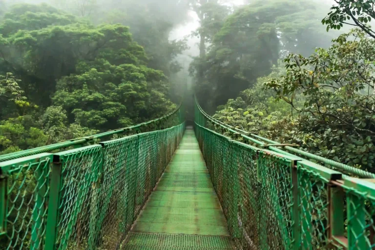 Suspension hanging bridge Costa Rica rainforest