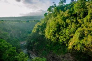 Tree planting forest big