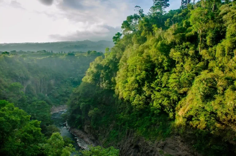 Tree planting forest big