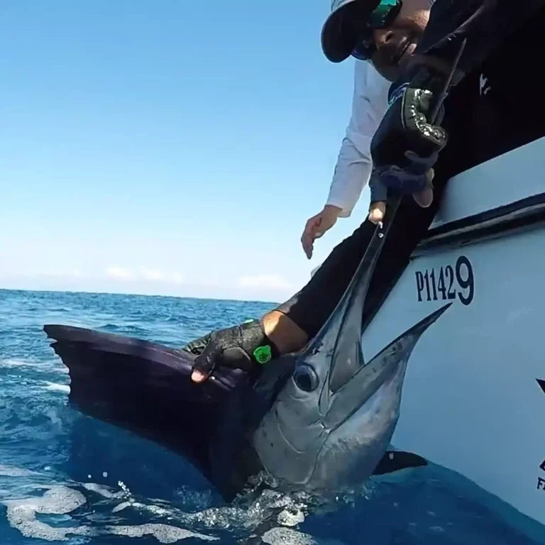 Sailfish Costa Rica